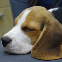 Fried RiCe = ข้าวทอด