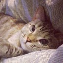 สมาชิกหมายเลข 2630343