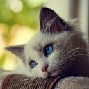 สมาชิกหมายเลข 971747