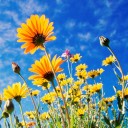 ทานตะวันบานสาย