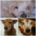 จอมยุทธไร้หัวใจ