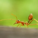 สมาชิกหมายเลข 710687