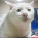 แมววัชจะเด็ดดอกฟ้า*~