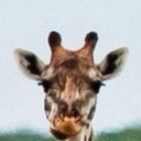 สมาชิกหมายเลข 1831413