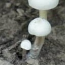 แม่เฒ่าเจ้าปัญญา