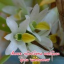 เอื้องแซะดอย