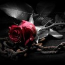 สมาชิกหมายเลข 3051253