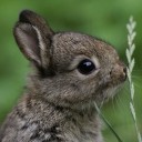 สมาชิกหมายเลข 1408223