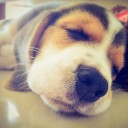 สมาชิกหมายเลข 1832287