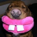 สมาชิกหมายเลข 997305