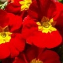 สมาชิกหมายเลข 1832699