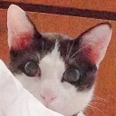 แมวอันธพาล