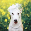 สมาชิกหมายเลข 2633952