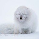 หมาหนาวในฤดูร้อน