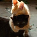 สมาชิกหมายเลข 2243003