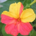 เต้าหู้ลวก