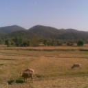 สมาชิกหมายเลข 1003906