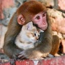 สมาชิกหมายเลข 2713352