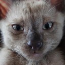 บ่าวของเฟอร์บี้