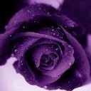 สมาชิกหมายเลข 916390