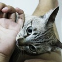 แมวดำเกรียมๆ