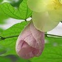 มณีรินทร์20