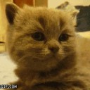 สมาชิกหมายเลข 772481