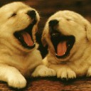 สมาชิกหมายเลข 1005883