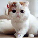 สมาชิกหมายเลข 2454245