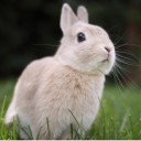 กระต่ายน้อยน้อยหมายจันทร์