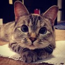 สมาชิกหมายเลข 850292