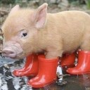 สมาชิกหมายเลข 1448424