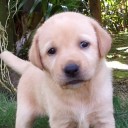 สมาชิกหมายเลข 986705