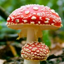 สมาชิกหมายเลข 2020354