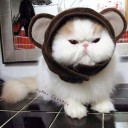 สมาชิกหมายเลข 2637838