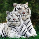 สมาชิกหมายเลข 2702090