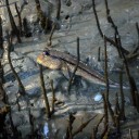 สมาชิกหมายเลข 1007286