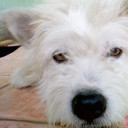 ขนุนเนื้อ