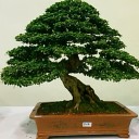 สมาชิกหมายเลข 1445006