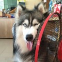 สมาชิกหมายเลข 2452545