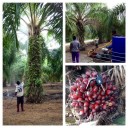 สมาชิกหมายเลข 2691339