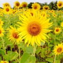 สมาชิกหมายเลข 1414283