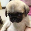 สมาชิกหมายเลข 1008486