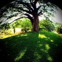 ข้าวจี่