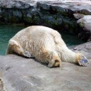 สมาชิกหมายเลข 3239679