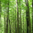 ขอเขียวตลอด