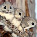 สมาชิกหมายเลข 723676