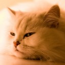 ราชวิถี