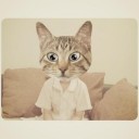 แมวน้ำที่สดใส