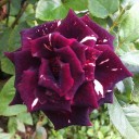 ดอกลำโพง